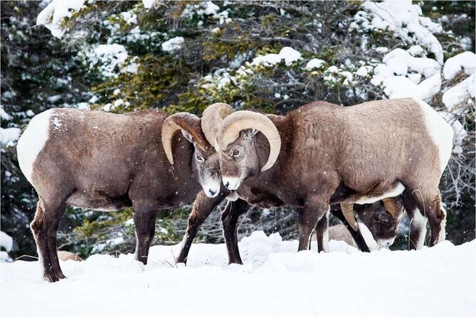 Winter Wildlife Discovery Tour - Questions and Assistance