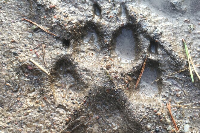 Wolf and Wildlife Tracking in Sweden - Cancellation Policy