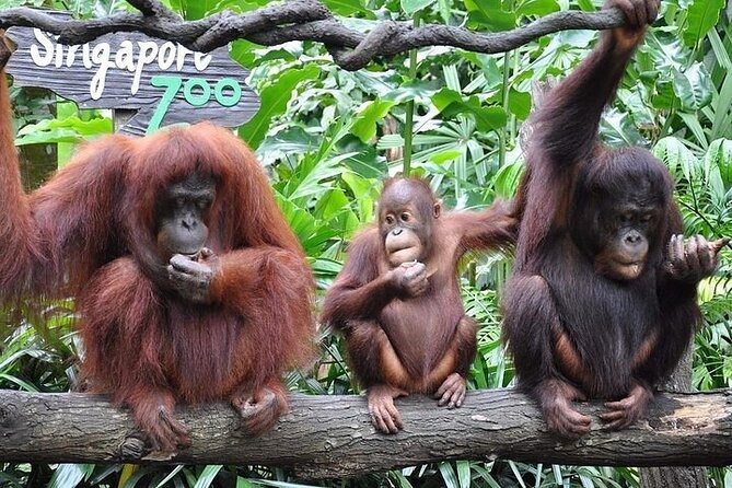 Wondrous Wildlife @ Singapore Zoo Roundtrip Transfers - Additional Information for Visitors