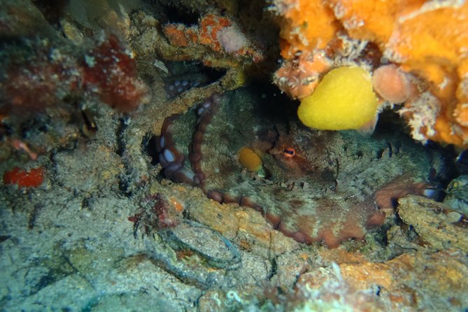 Wreck Exploration Ricardo-18m (Certified Diver) - Booking and Availability