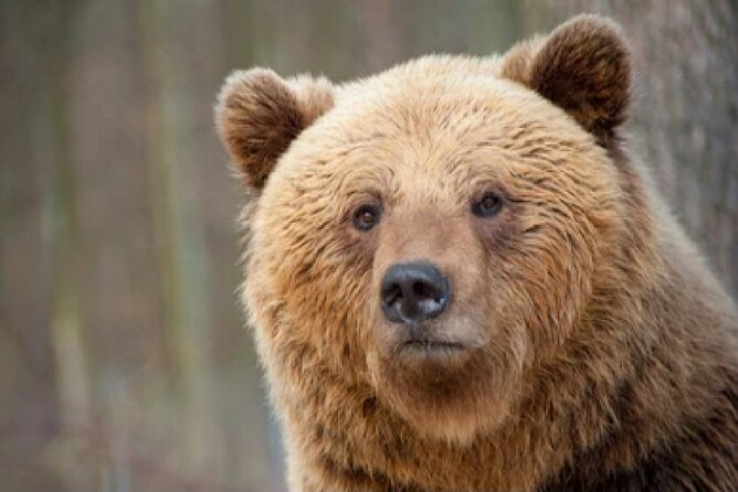 Yellowstone and Grand Teton 4 Day 3 Night Wildlife Adventure - Other Attractions Visited