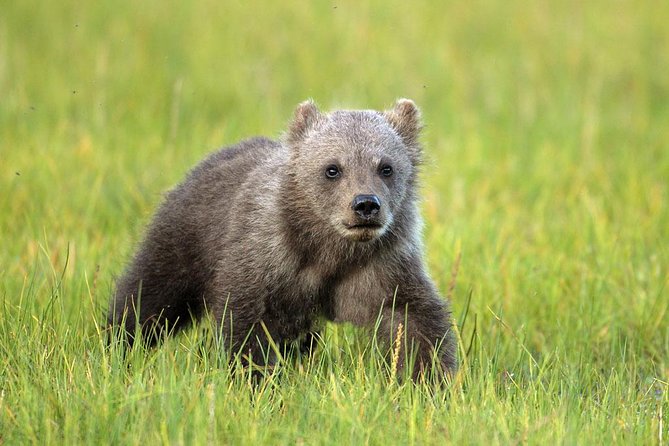 Yellowstone Custom Wildlife and Nature Tour - Refund Policy for the Custom Tour