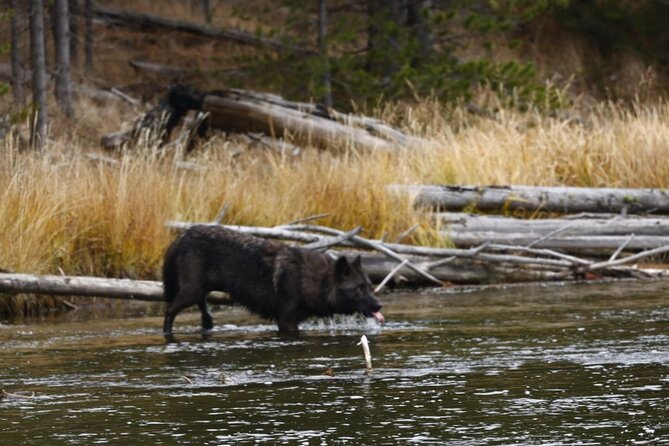 Yellowstone Full-Day Upper Loop Wildlife Adventure W/Lunch - Inclusions and Amenities