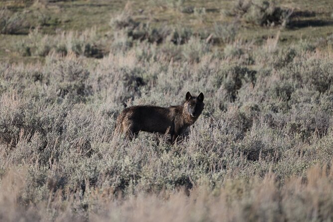 Yellowstone Full-Day Upper Loop With Wildlife Adventure W/Lunch - Common Questions