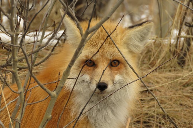 Yellowstone & Grand Teton National Parks - Ultimate Wildlife Safari - Exploring Yellowstones Rivers and Valleys