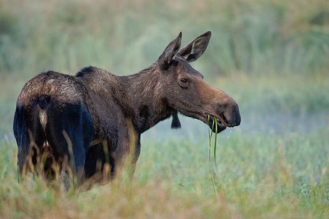 Yellowstone Lower Loop Guided Tour From Cody, Wyoming - Reviews and Recommendations