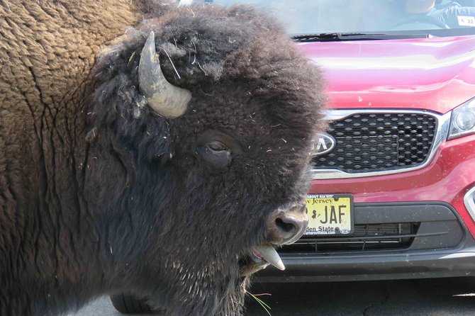 Yellowstone National Park - Full-Day Lower Loop Tour From West Yellowstone - Traveler Photos and Reviews