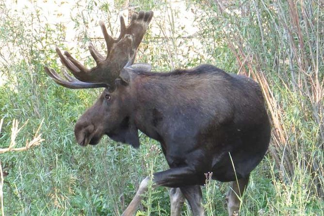 Yellowstone National Park - PRIVATE Full-Day Lower Loop Tour From Jackson Hole - Traveler Reviews