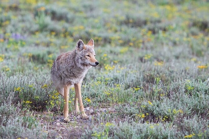 Yellowstone Wildlife Safari in Lamar Valley From Bozeman - Participation Age Limit
