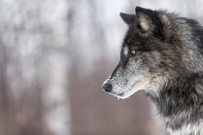 Yellowstone Winter Wildlife 4-Day Tour  - Gardiner - Traveler Photos
