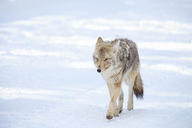 Yellowstone Winter Wildlife Safari From Bozeman - Private Tour - Winter Photography Tips