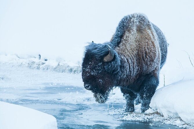 Yellowstone Winter Wildlife Safari From Bozeman - Traveler Photos and Testimonials