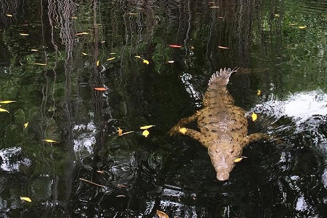 YS Falls, Black River Safari, and Floyds Pelican Bar Day-Trip (Transportation) - Traveler Reviews and Photos