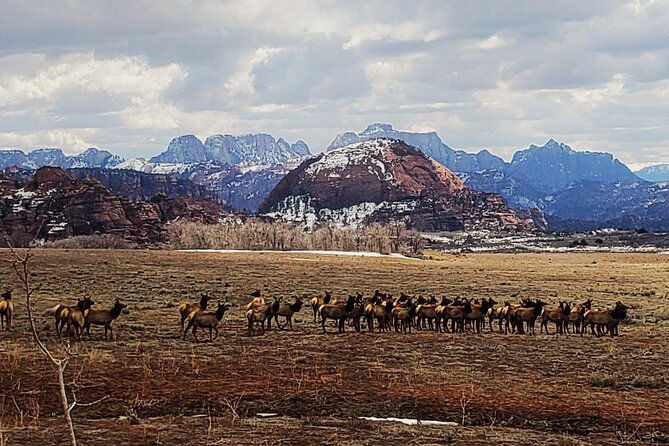 Zion National Park/Kolob Terrace Private 1/2 Day Sightseeing Tour - Additional Information and Policies