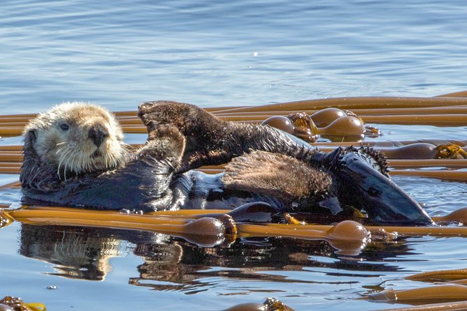 Zodiac Marine Wildlife Excursion From Victoria - Marine Naturalist Guide Onboard