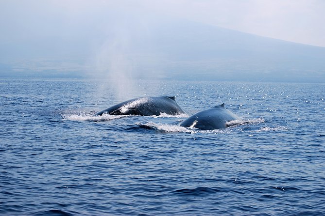 Zodiac Raft Whale Watching Adventure - Positive Feedback on Crew and Guides