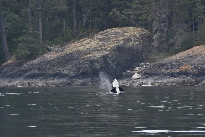 Zodiac Whale Watching Adventure From Victoria - Wildlife Sightings and Expertise of the Crew