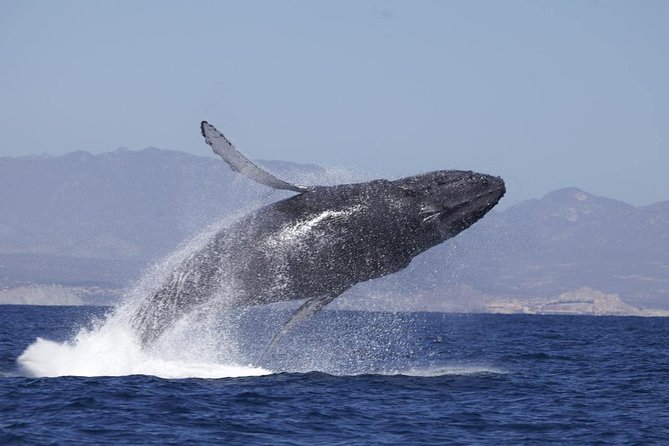 Zodiac Whale-Watching Adventure in Los Cabos - Traveler Reviews