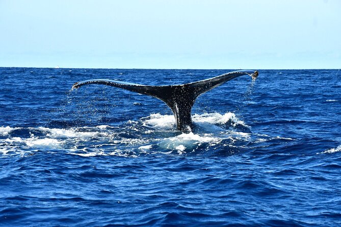Zodiac Whale Watching Adventure - Incl FREE Photos & Whale Sightings Guarantee - Additional Information