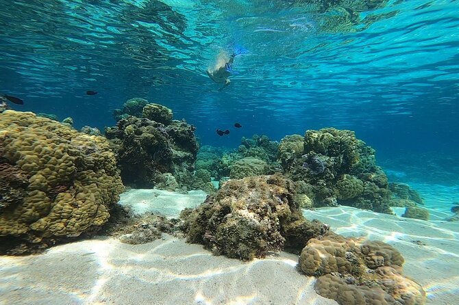 3h Dolphin and Snorkeling Tour in a Wild Lagoon With Mobydick - Inclusions