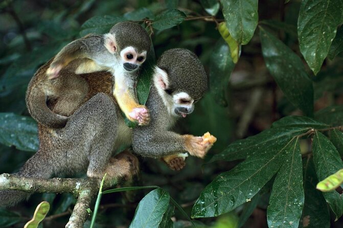 4-Day Amazon Eco-Lodge Tour From Puerto Maldonado