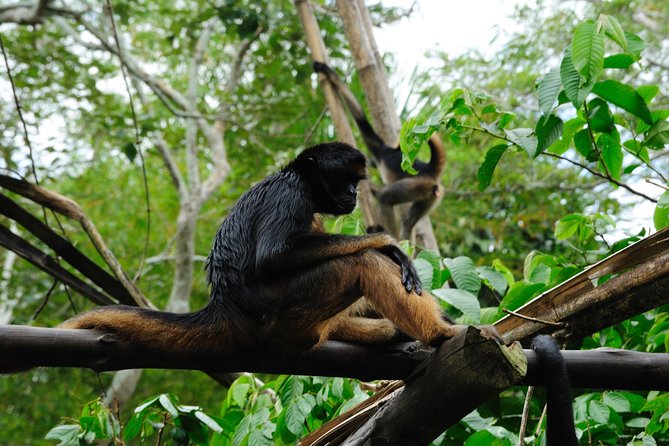 4 Day Iquitos Amazon Jungle Adventure at Heliconia Lodge