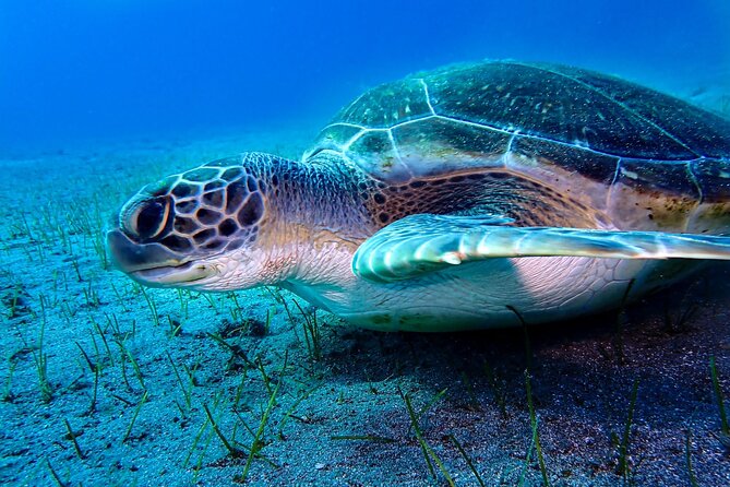 4-Day Open Water Diving Course in Tenerife