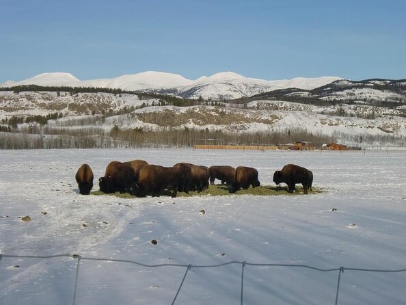 4 Day Tour in Aurora Cabin From Whitehorse