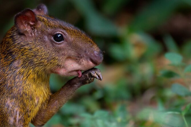 4 Days- Manu Peruvian Jungle - Good To Know