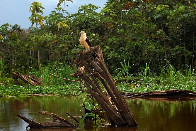 4-Days Wildlife Tour in the Tamshiyacu-Tahuayo Reserve at Curassow Amazon Lodge