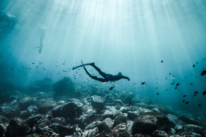 4-Hour Freediving Taster Experience at Shelly Beach, Manly - Good To Know