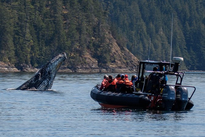 4 Hour Morning Whale Watching Tour