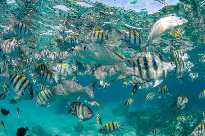 4 Hour Private Boat Charter to Stingray City, Snorkeling and More