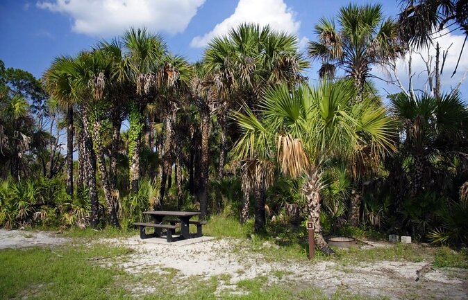 4-Hour Swamp Buggy Adventure Tour in Florida