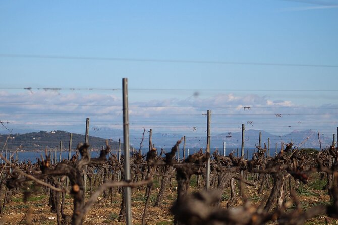 1/2 Day Private Vintage Tour, Vineyards of Saint-Tropez - Pricing and Contact Information