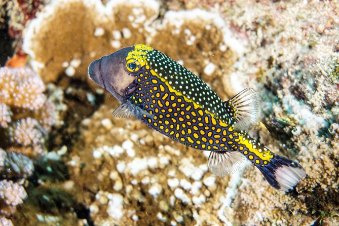 1/2 Day Tahaa Coral Garden - Departure Raiatea / Ideal for Cruise Passengers - Participants Concerns and Recommendations