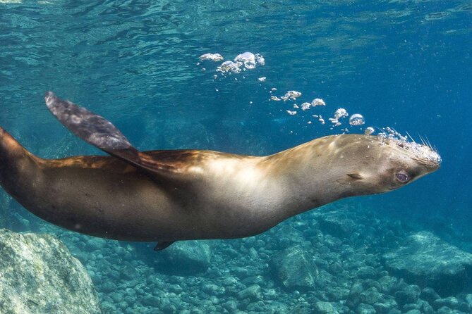 1 Day Espiritu Santo Island Wonders, Sea Lions and Paddleboard Adventure - Reviews and Ratings