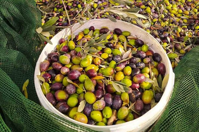 1 Day Rhodes Island Tour With Olive Oil, Honey and Wine Tasting - Activities and Experiences
