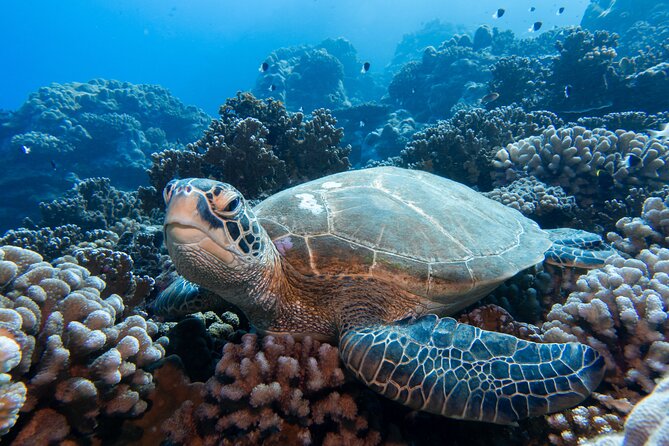 1 DIve in the Afternoon for Certified DIvers in Bora Bora - Maximum Number of Travelers