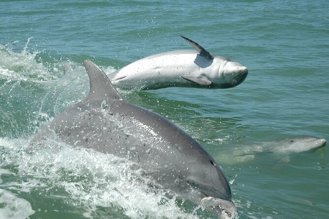 1-Hour Dolphin Sightseeing Adventure Cruise From Madeira Beach - Miscellaneous