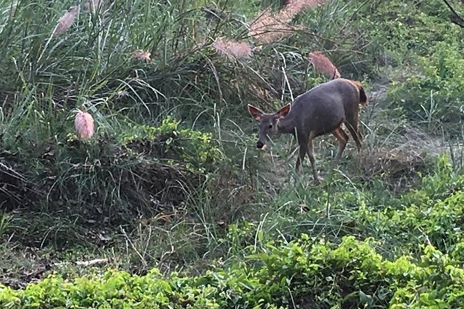 1 Night 2 Days Chitwan Jungle Safari Tour From Pokhara - The Sum Up