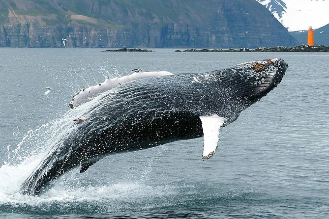 100% Whale Watching - End Point and Return to Meeting Point