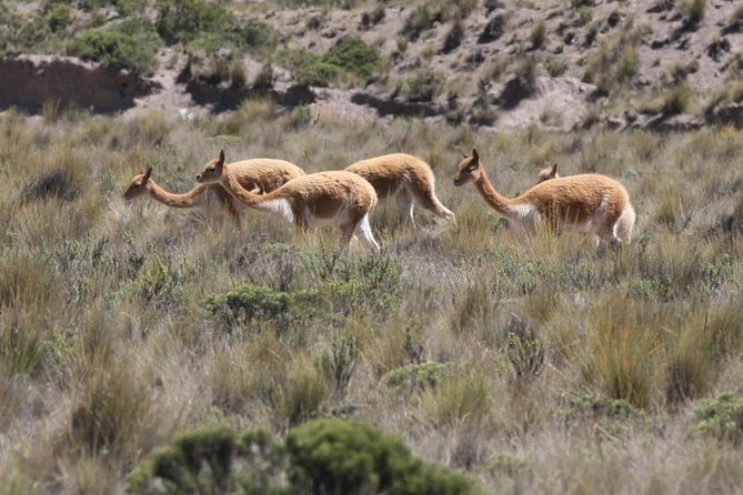 2 Day - Colca Canyon and Condor Tour From Arequipa, Peru - Group Service - Additional Information