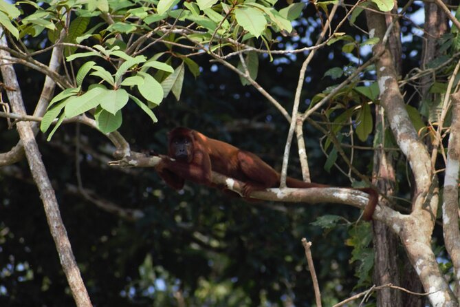 2-Day Jungle Tour: Lake Sandoval, Monkey Island, Hikes, Caiman, & Clay Lick - Pricing and Terms