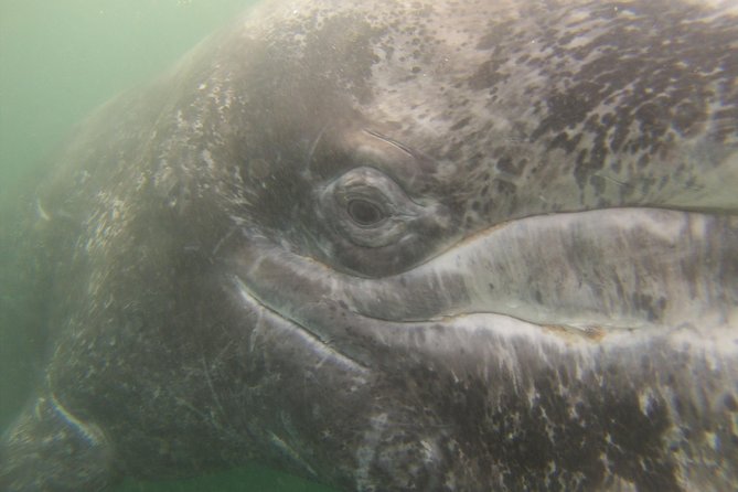 2-Day Magdalena Bay Gray Whale Van Tour - Cancellation Policy