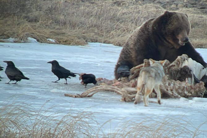 2-Day Private Yellowstone Tour(Lower and Upper Loops W Iconic Sites) W Lunch - Dining Experience and Refreshments