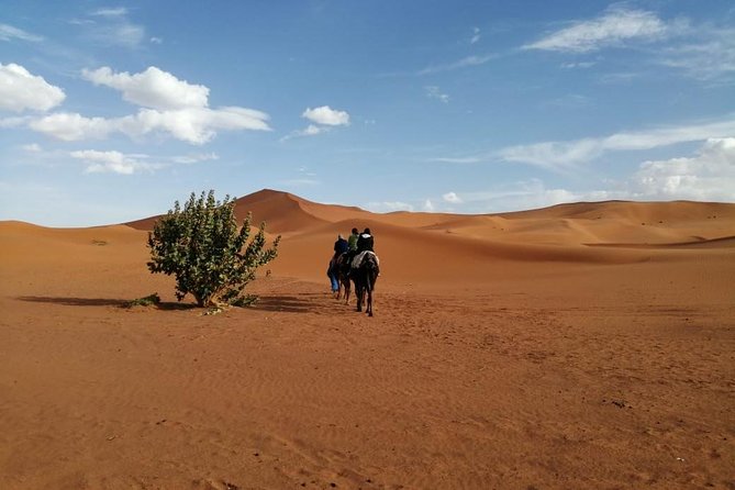 2 Days Fes Desert Trip Overnight Erg Chebbi End up Fes/Marrakech - Positive Feedback and Experiences