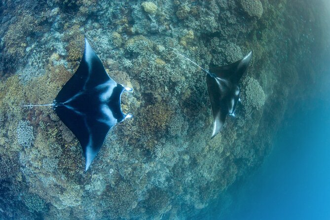 2 Dives in the Morning for Certified Divers in Bora Bora - Cancellation Policy for Morning Dives