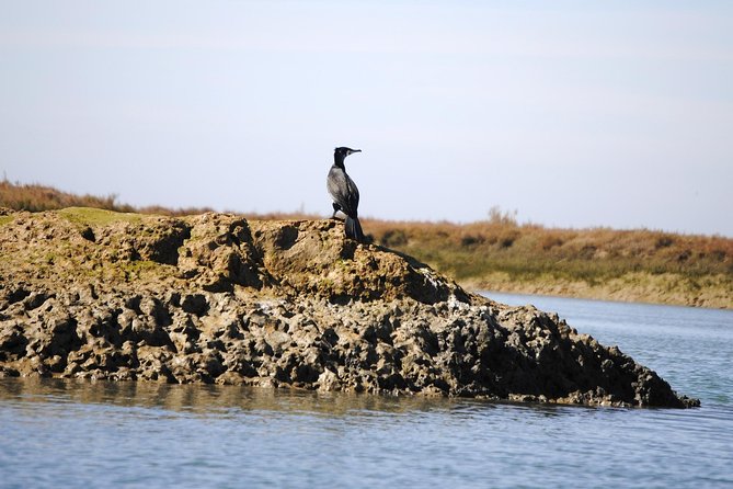2-Hour Bird Watching Guided Boat Trip in Ria Formosa From Faro Algarve - Overall Experience and The Sum Up