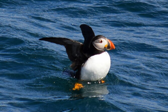 2-Hour Guided Boat Tour From St. Johns - Viator Help Center and Product Information